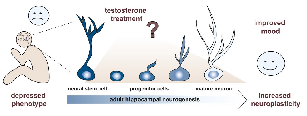 Testosteron und Neuroplastizität 