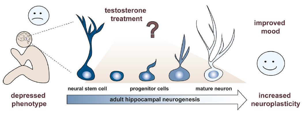 Testosteron und Neuroplastizität