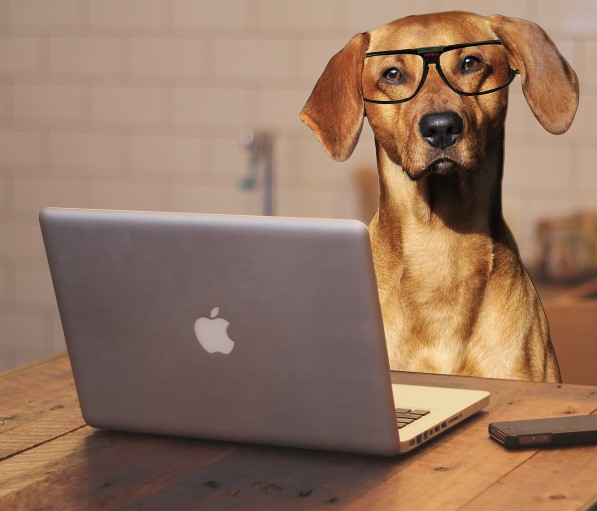 Hund am Laptop