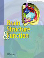brain structure function